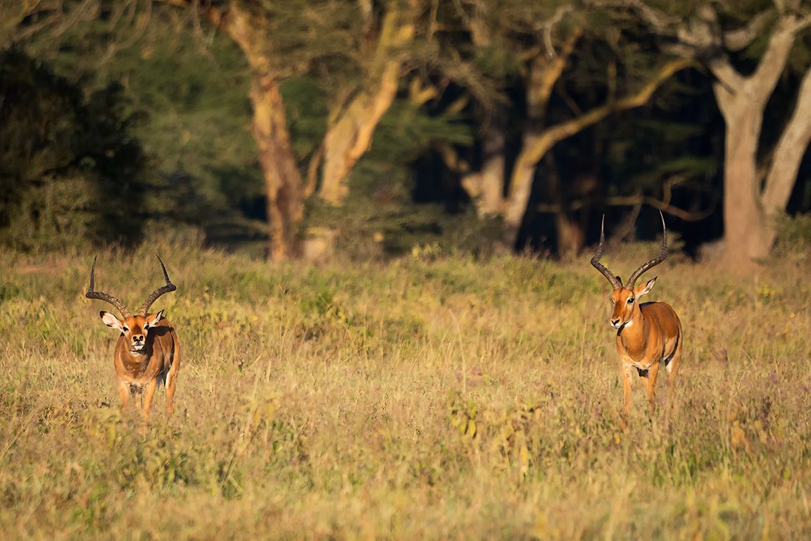 Impalas macho