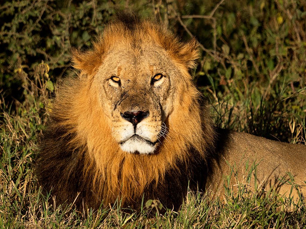 León macho