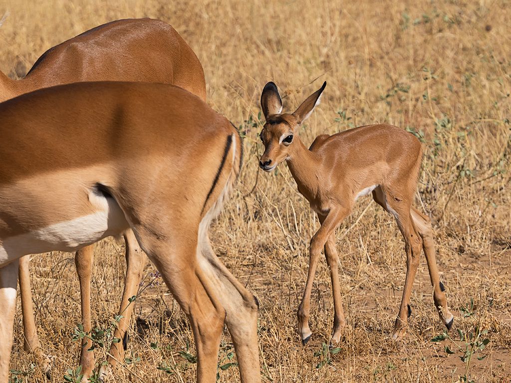 Cría de impala