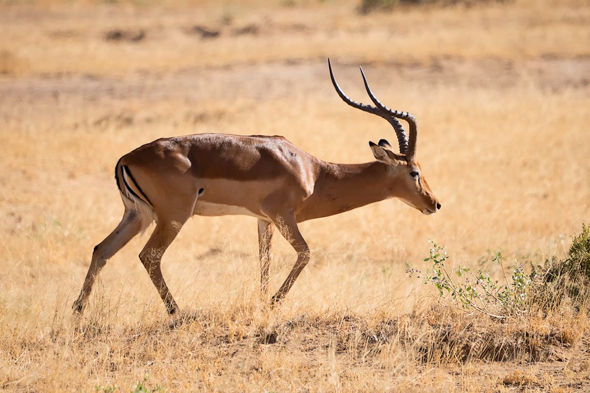 Impala macho