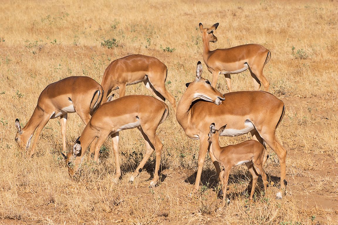 Hembras de impala