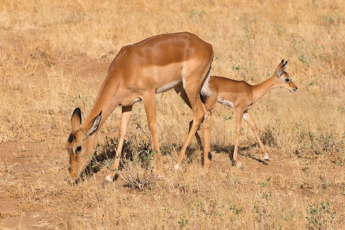 Hembra y cría de impala