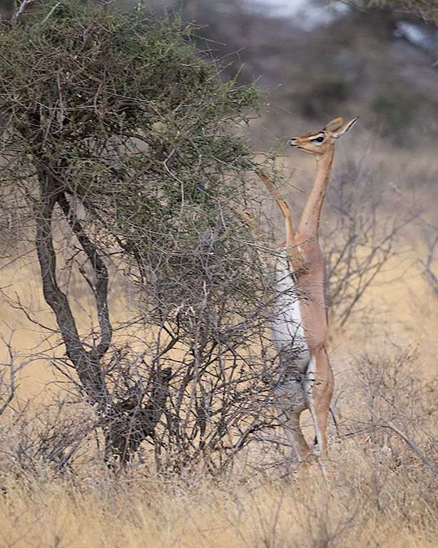 Antílope jirafa - Gerenuk