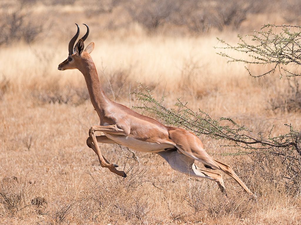 Antílope jirafa - Gerenuk