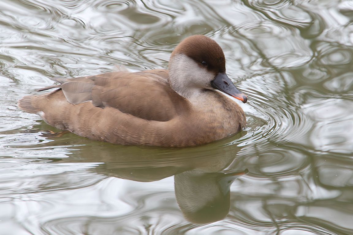 Hembra de pato colorado