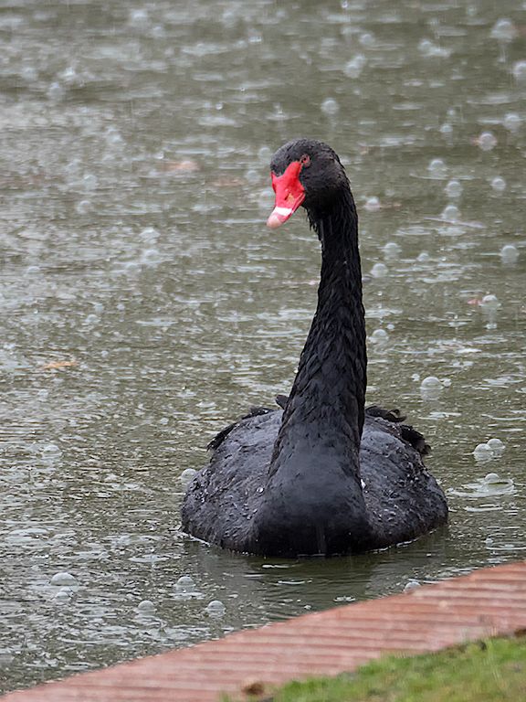 Lluvia en el Palacio de Cristal
