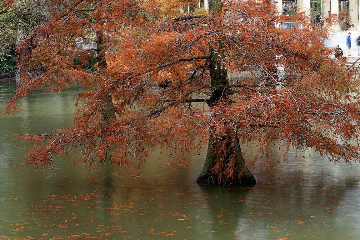 Otoño en el Palacio de Cristal