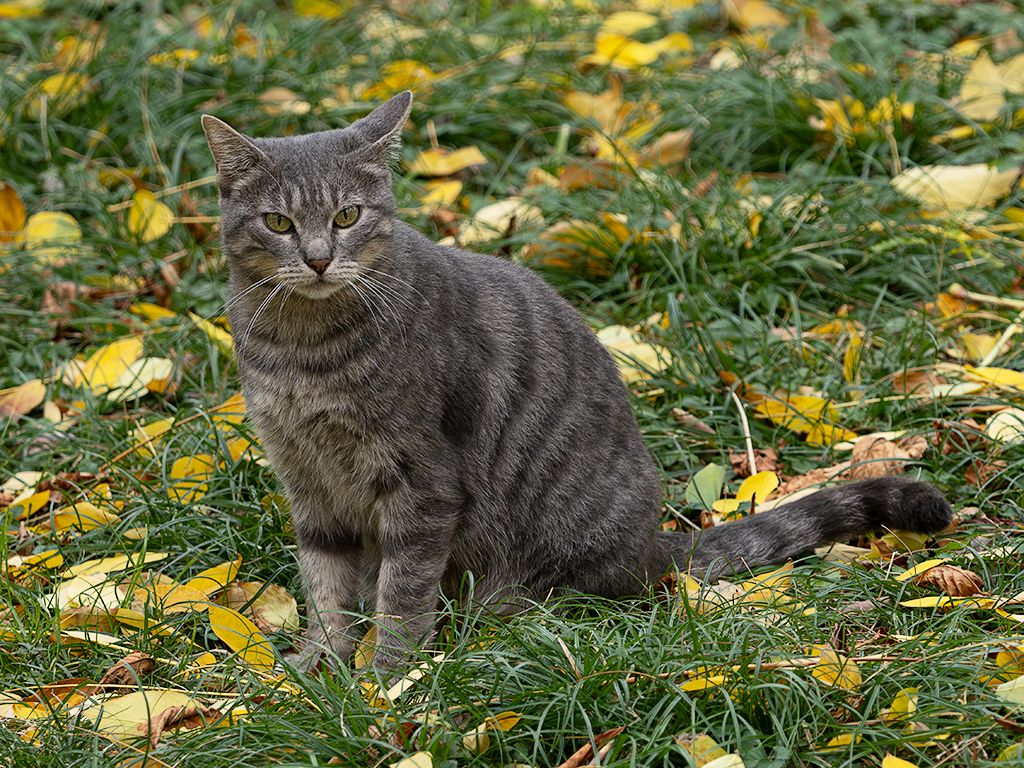 Representante felino