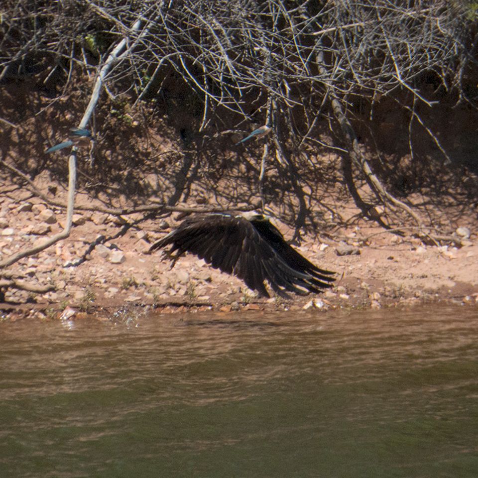 Águila imperial ibérica (foto testimonial)