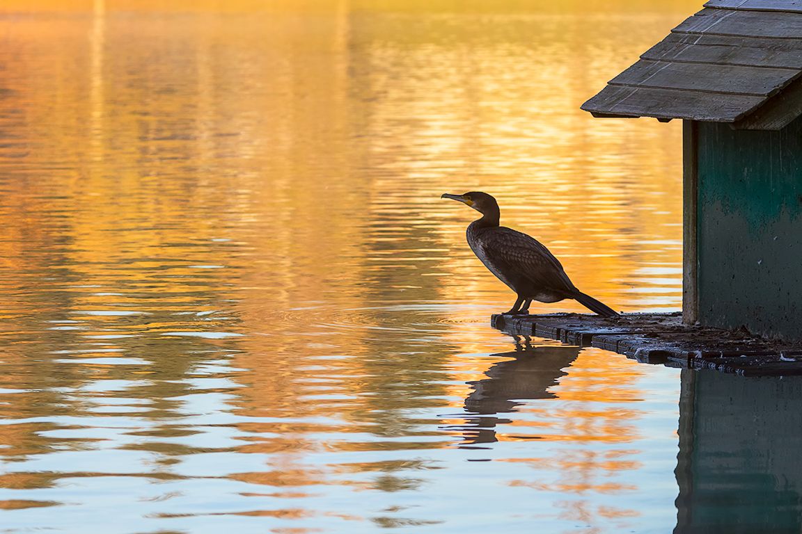 Cormoranes en el lago