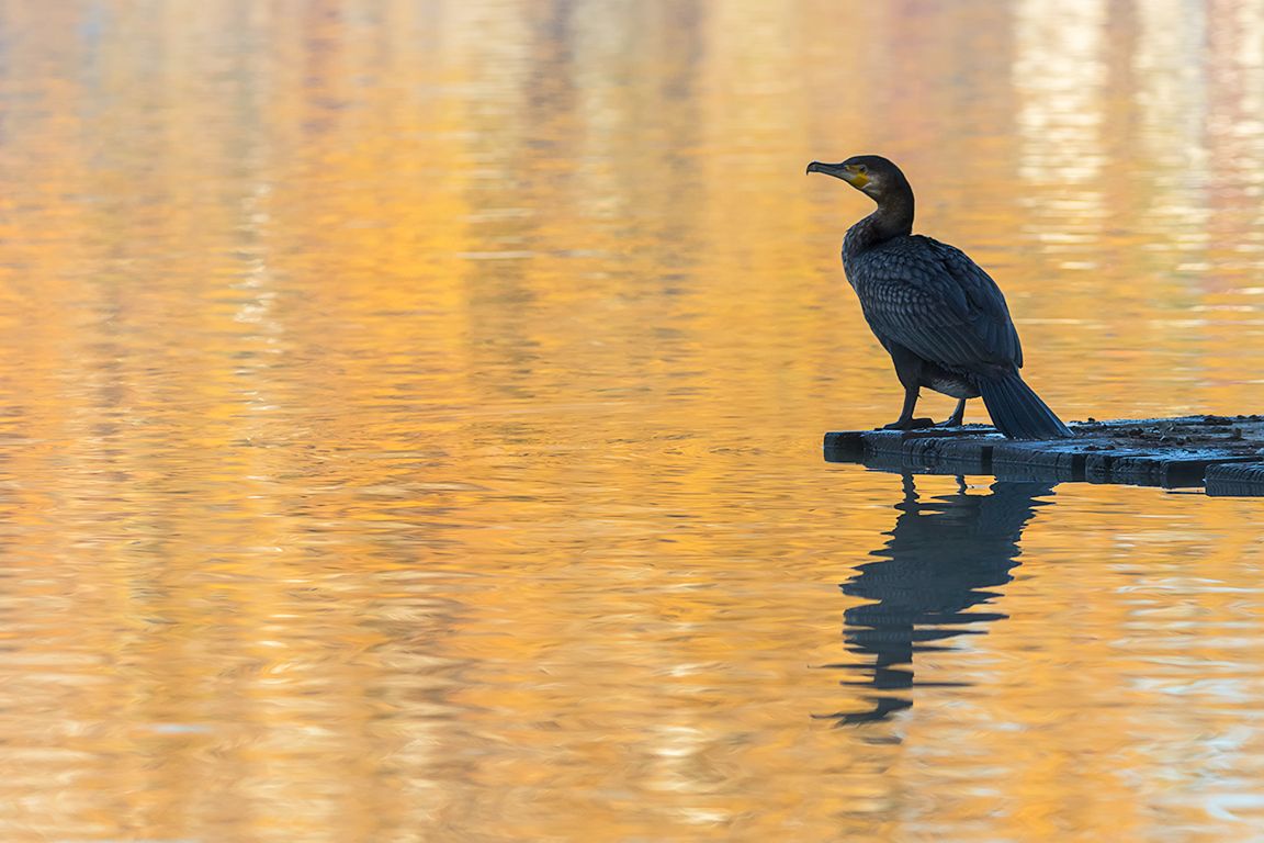 Cormoranes en el lago