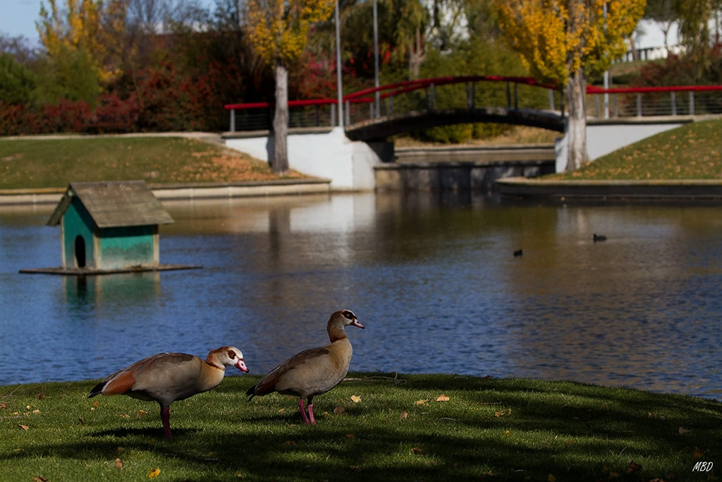 Nov2015. Se han instalado en el estanque del parque.