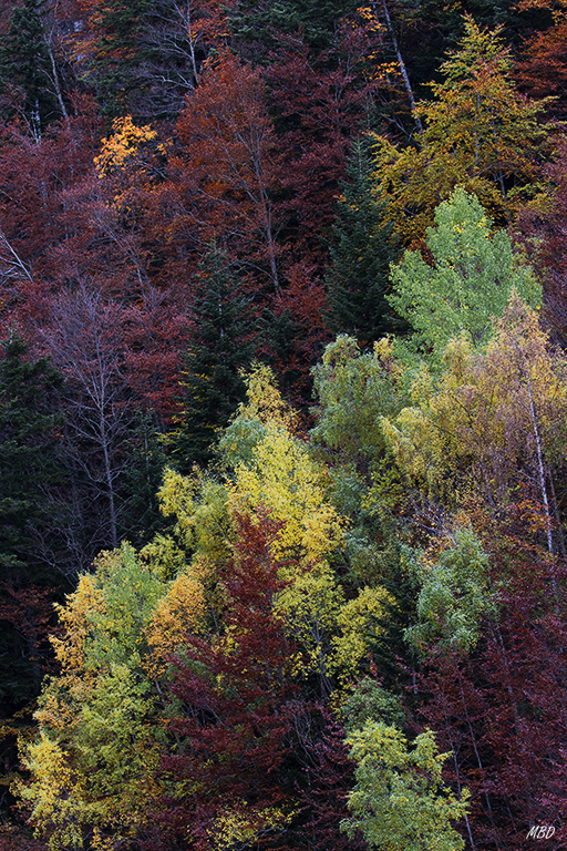 Ordesa, oct2015. El hayedo se viste de todos los colores del otoño.