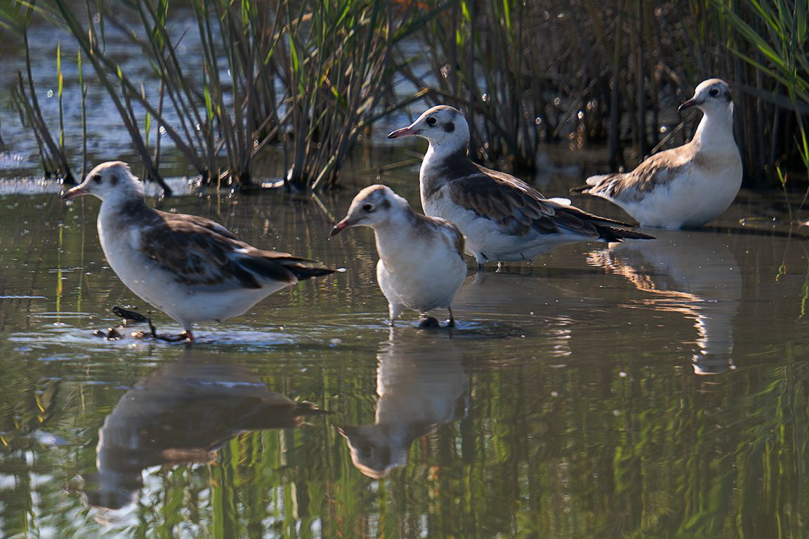 Gaviota reidora