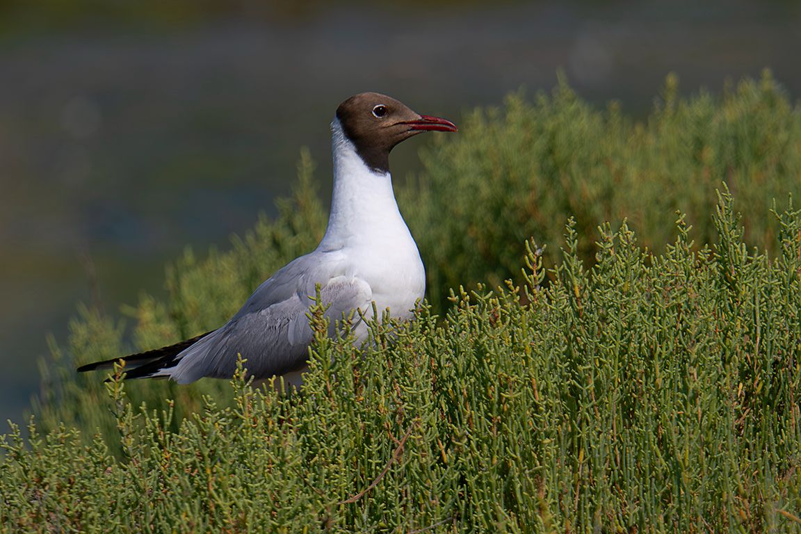 Gaviota reidora