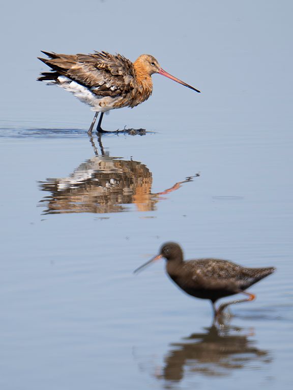 Archibebe oscuro y aguja colinegra