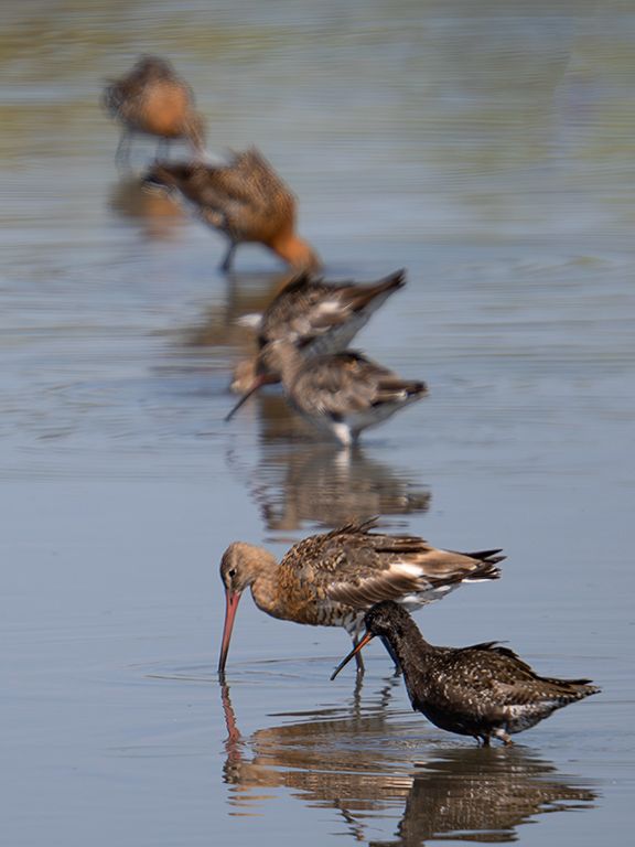 Aguja colinegra y archibebe oscuro