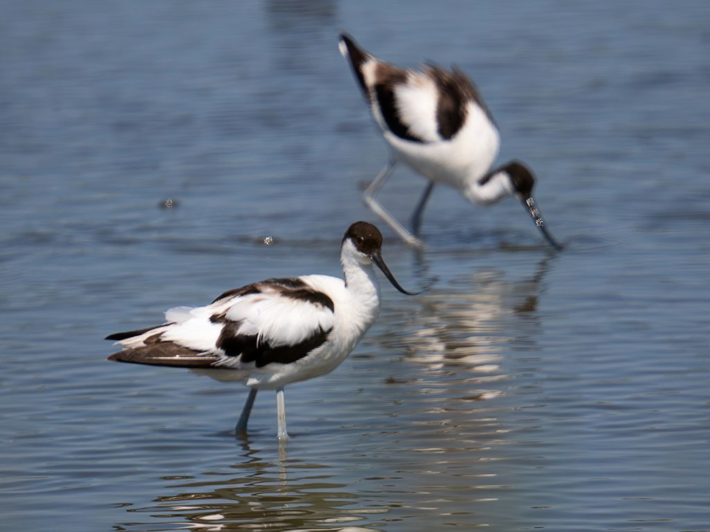 Avocetas