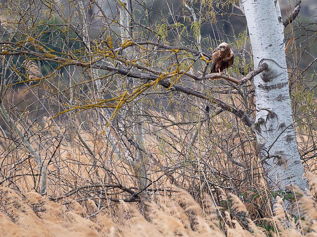 Aguilucho lagunero