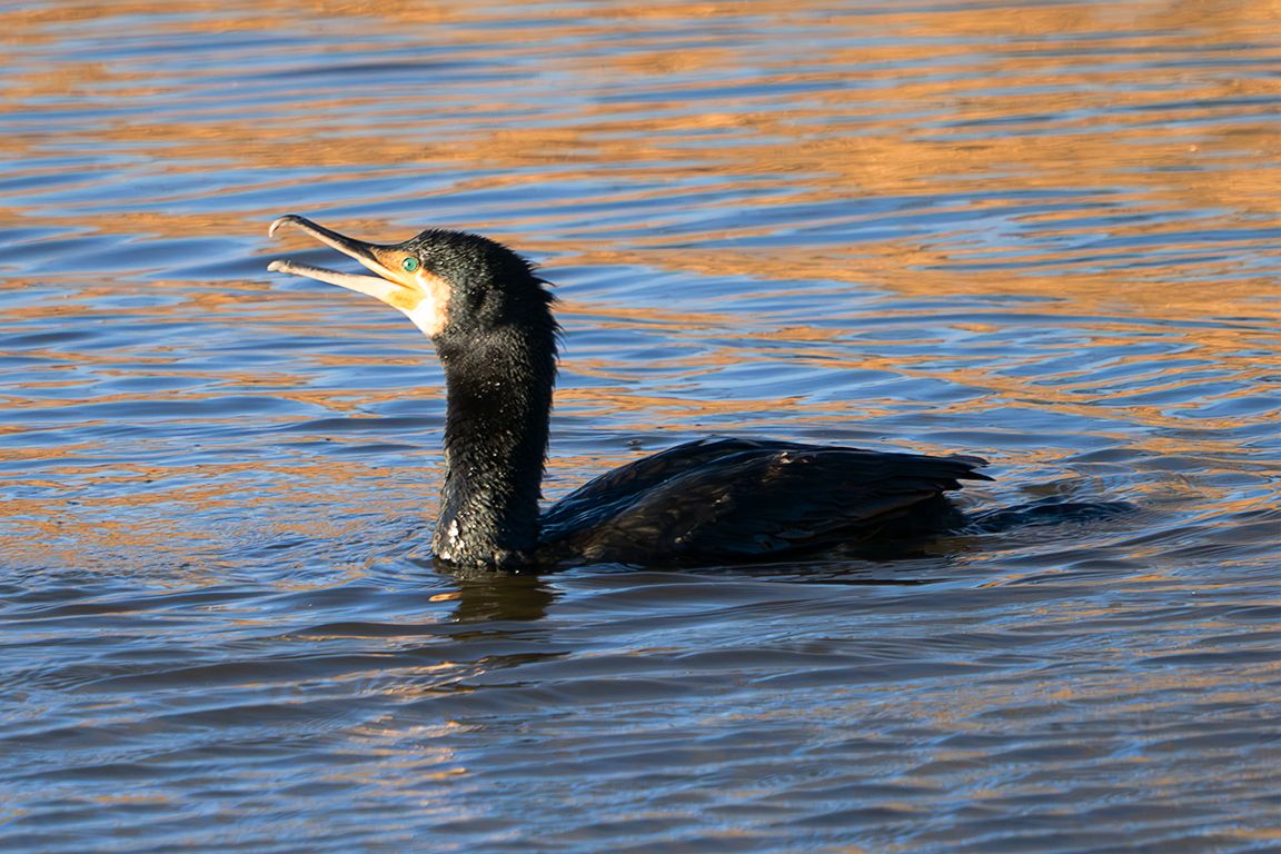Cormorán