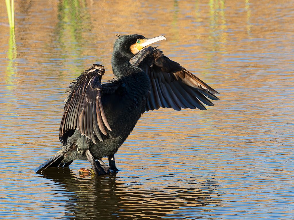Cormorán