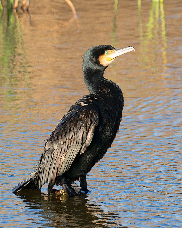 Cormorán