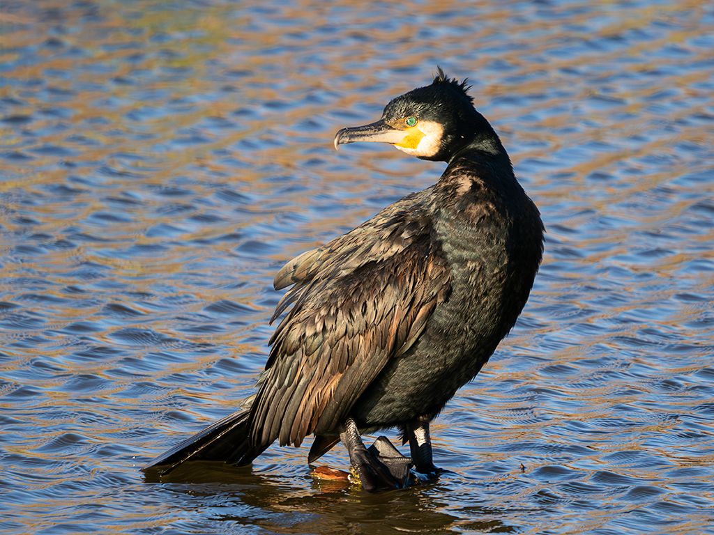 Cormorán