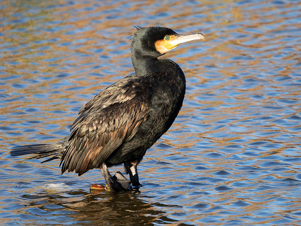 Cormorán