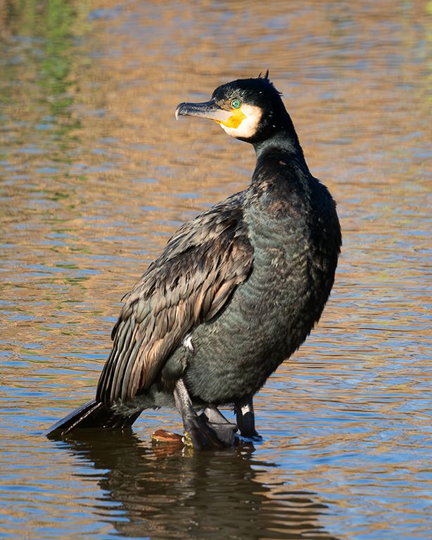 Cormorán