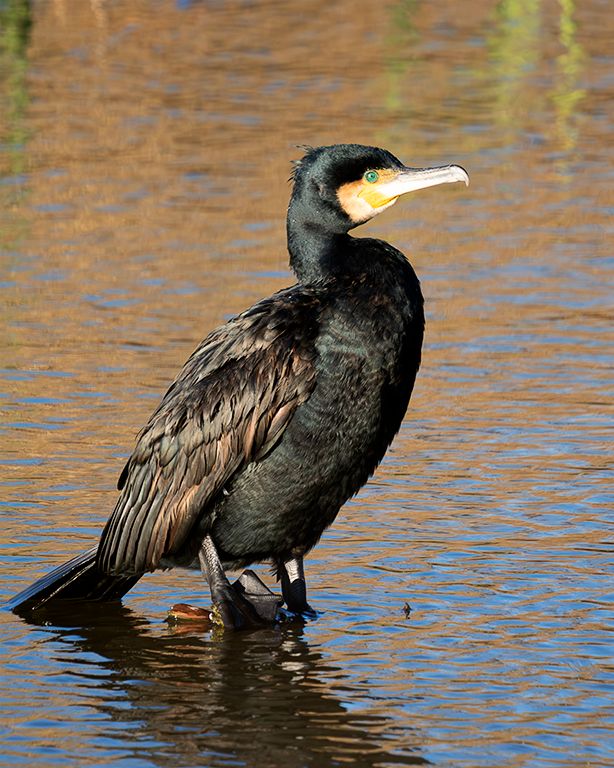 Cormorán