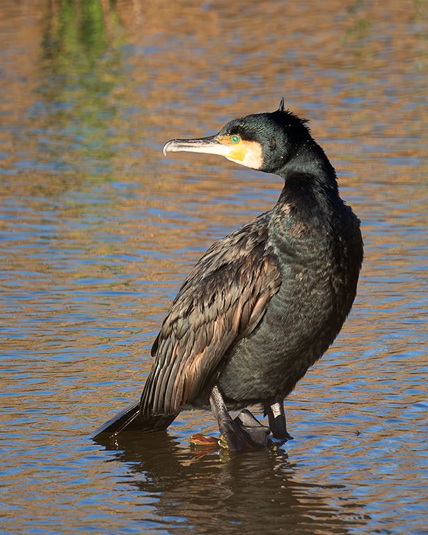 Cormorán