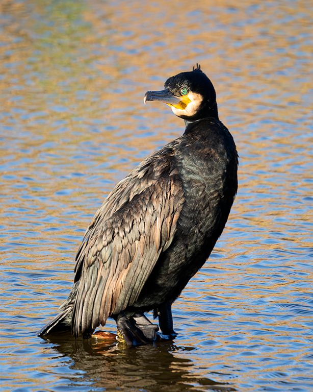 Cormorán