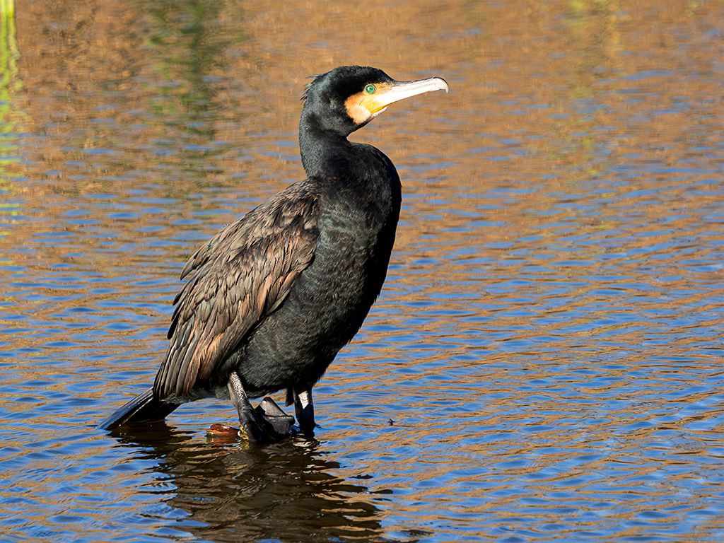 Cormorán