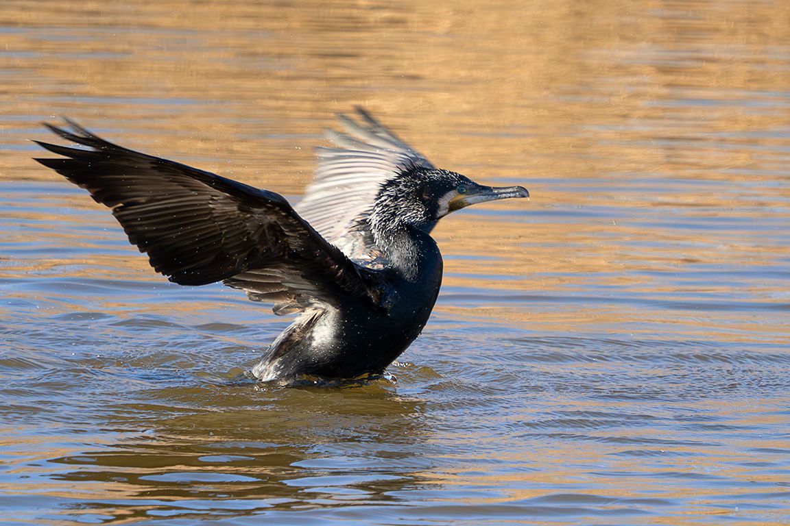 Cormorán