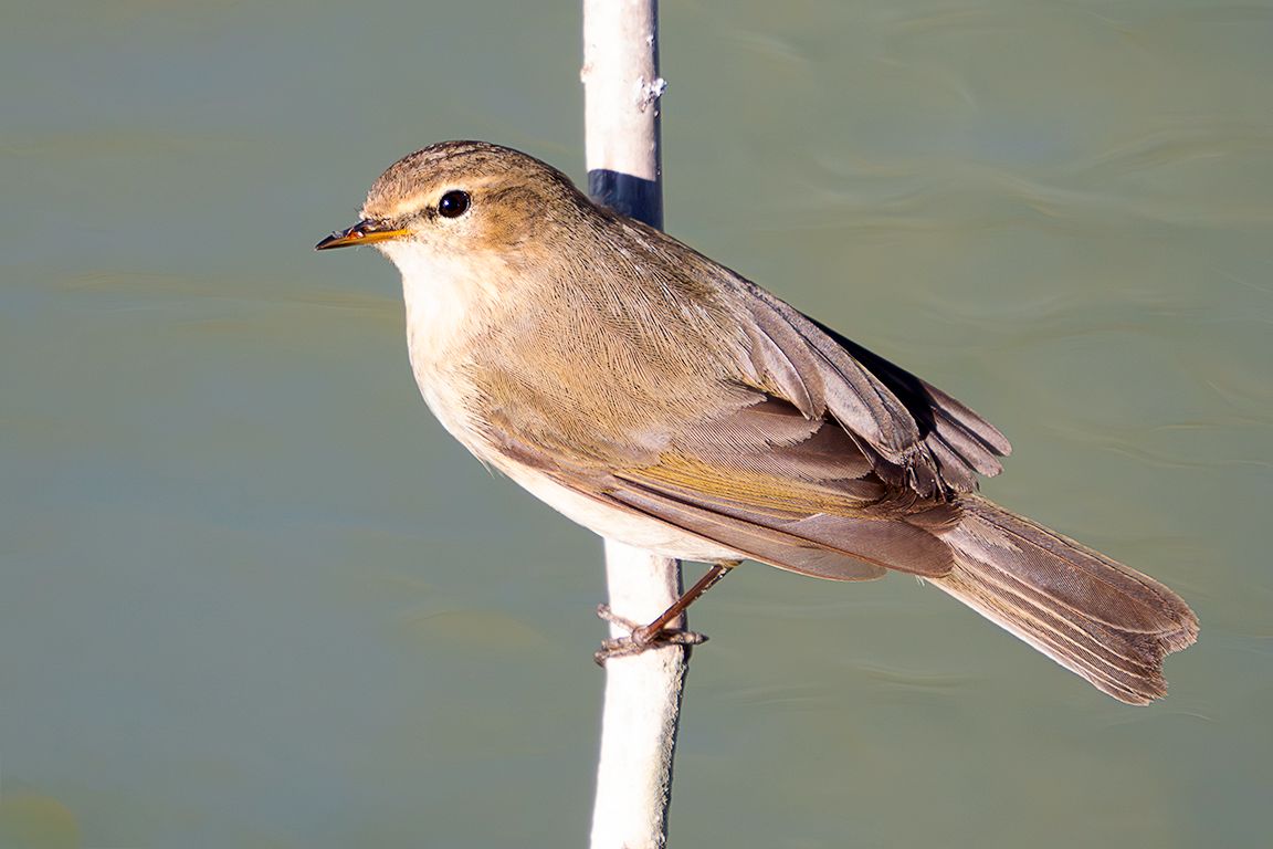 Mosquitero