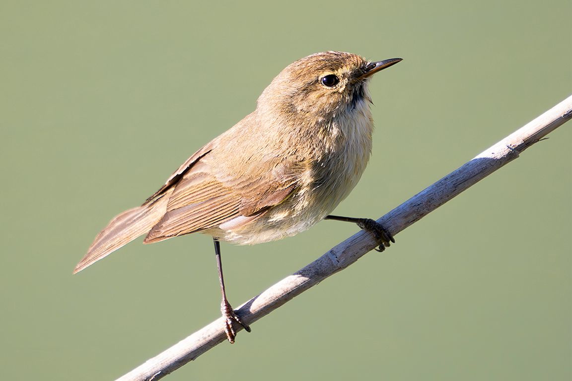 Mosquitero