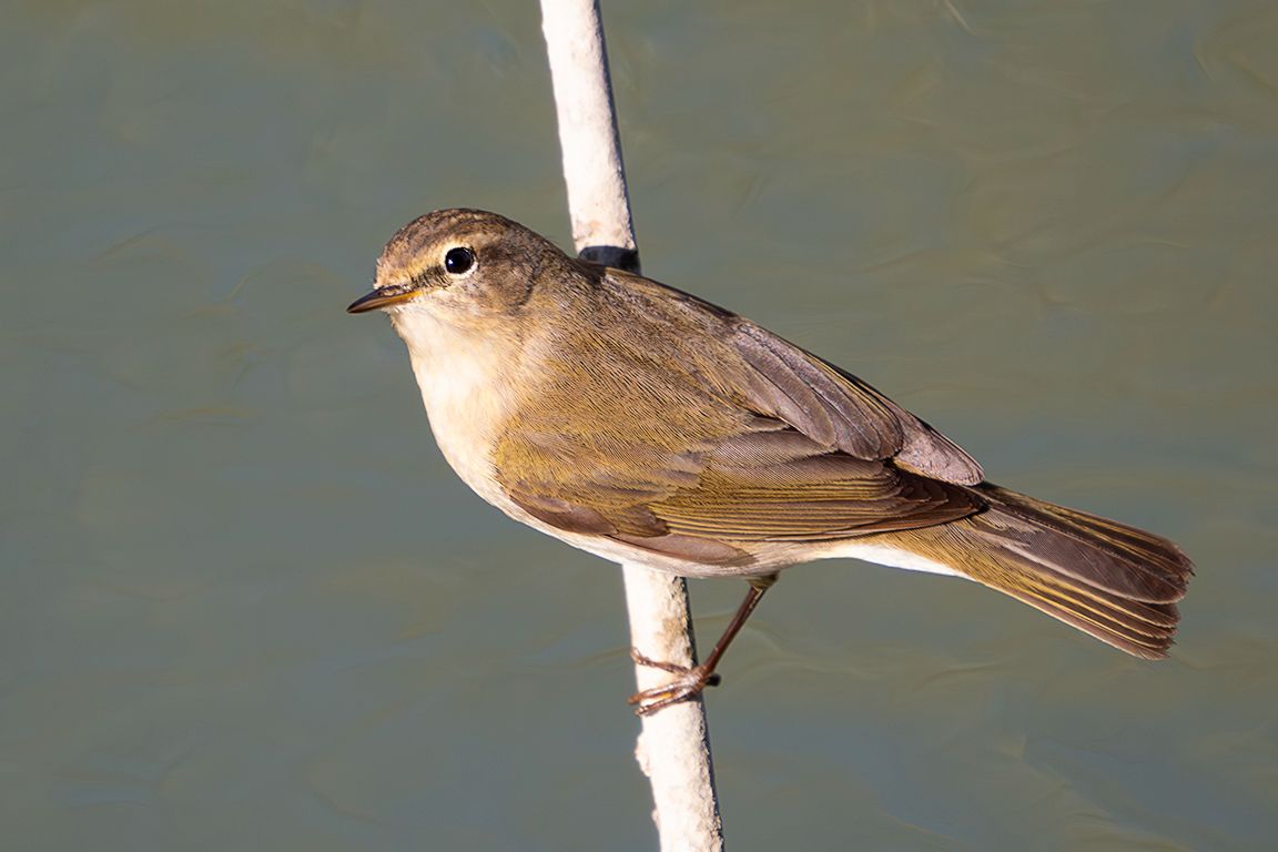 Mosquitero