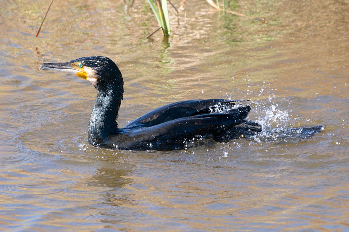 Cormorán