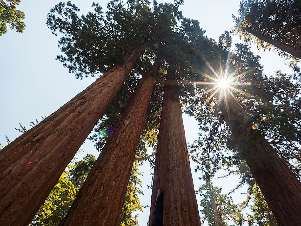 Parque nacional Sequoya