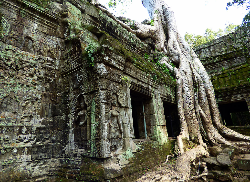 Camboya - Siemp Reap - Templo de Ta Pohm