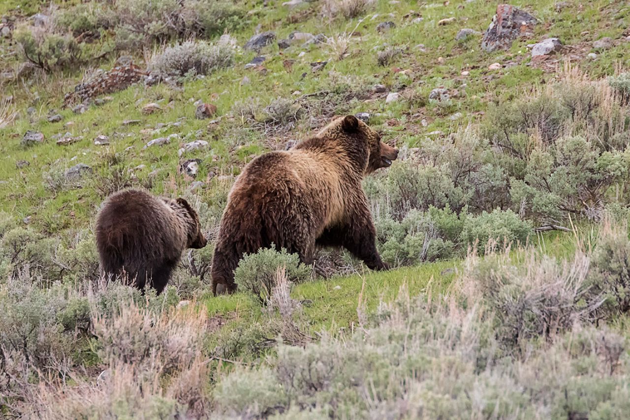 Osa grizzly y oseznos