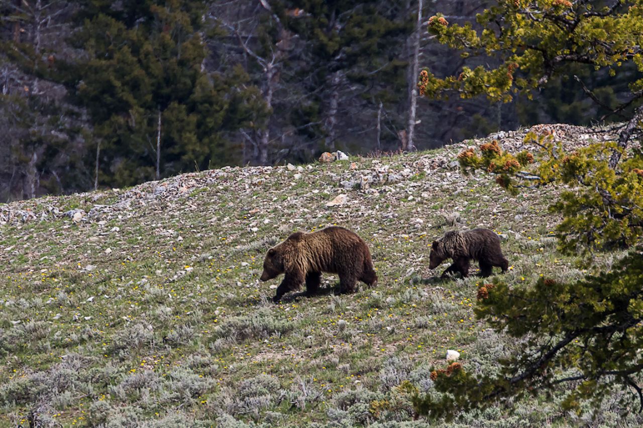 Osa grizzly y oseznos