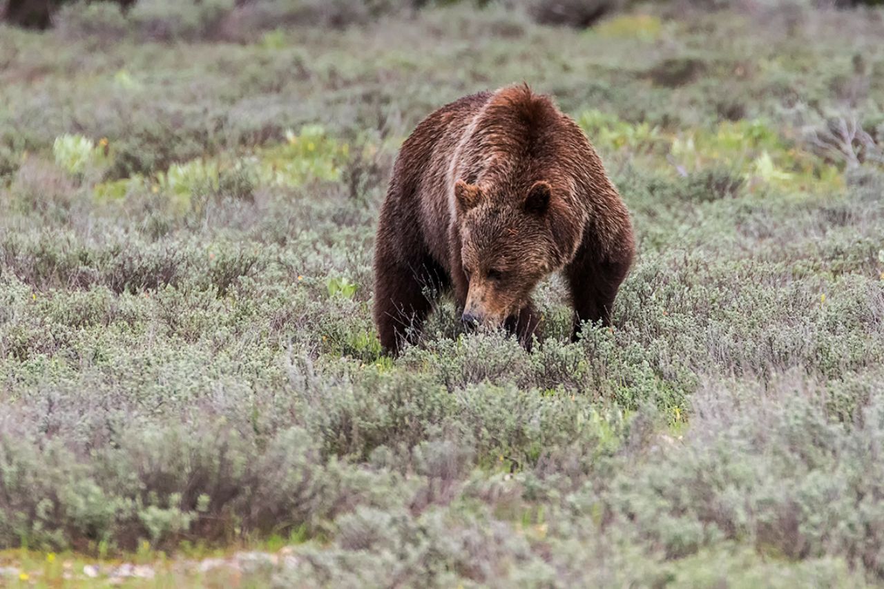Un solitario macho grizzly