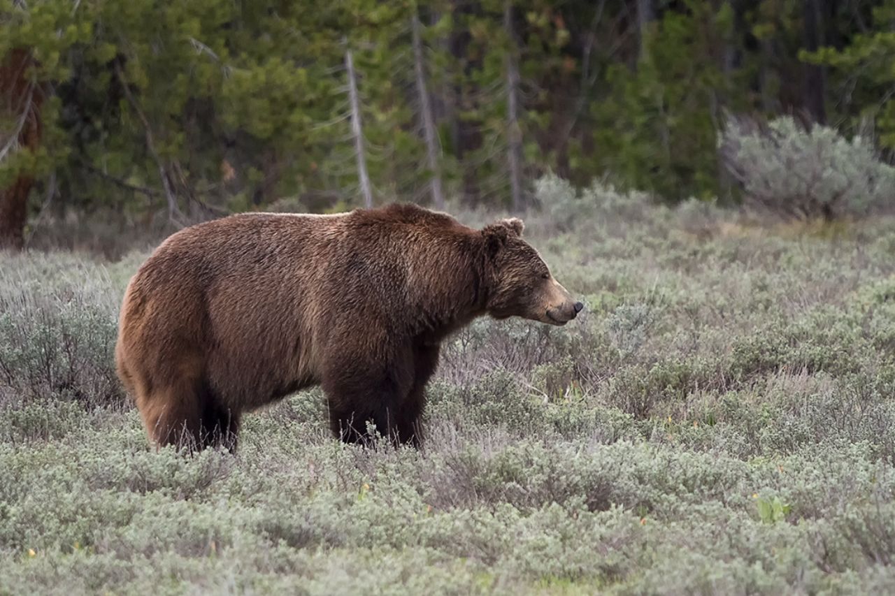 Un solitario macho grizzly